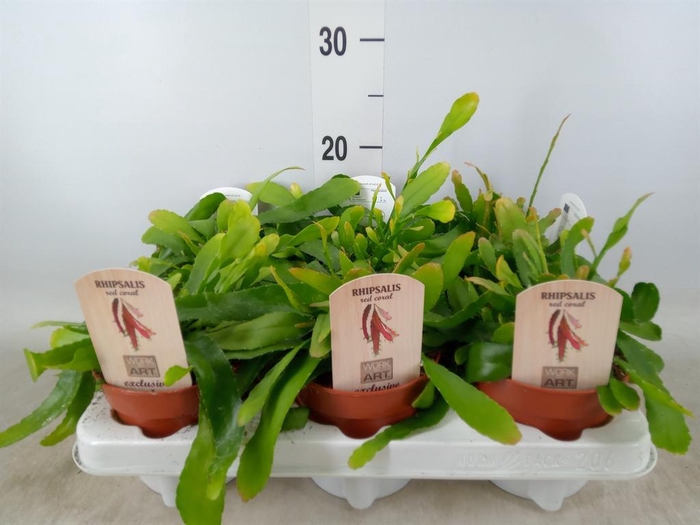 <h4>Rhipsalis   ...</h4>