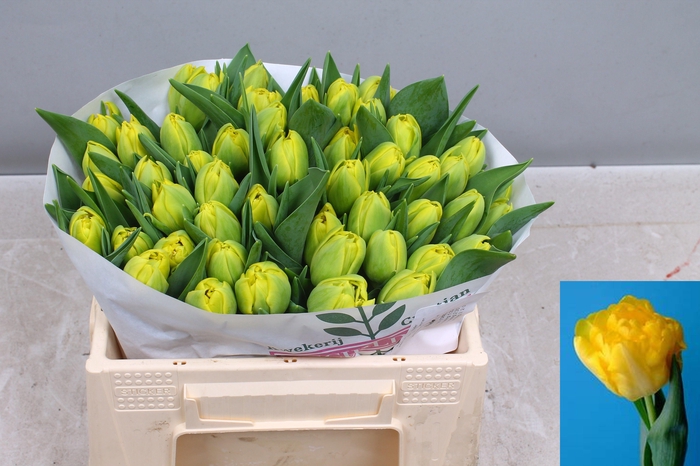 <h4>TU DU MARIE JO</h4>