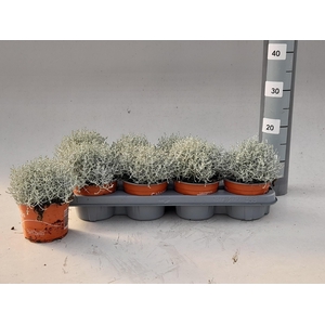 LEUCOPH BROWNII