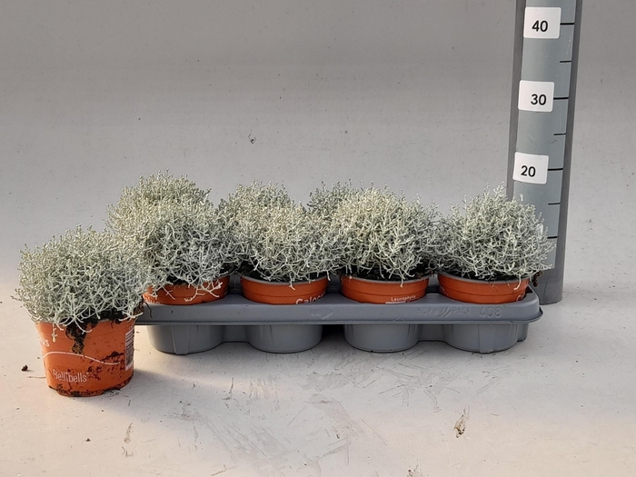 <h4>LEUCOPH BROWNII</h4>