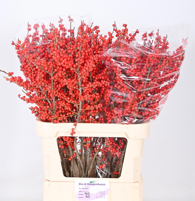 <h4>ILEX VE RODE BES</h4>