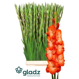 Glad Gr Stormy Gladz