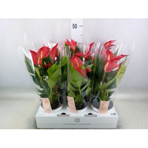 Anthurium  'Banderola Roja'