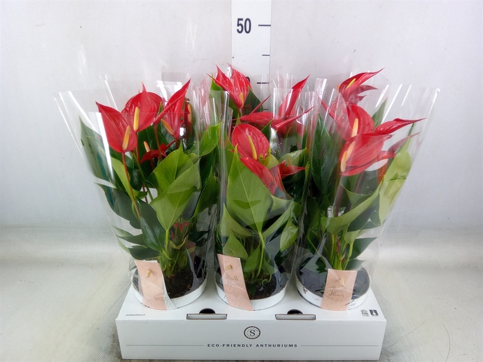 <h4>Anthurium  'Banderola Roja'</h4>