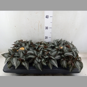Pilea spriceana 'Silver Tree'