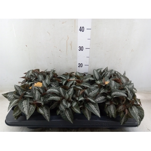 Pilea spriceana 'Silver Tree'
