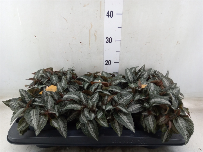 <h4>Pilea spriceana 'Silver Tree'</h4>