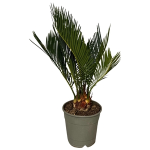 Cycas revoluta