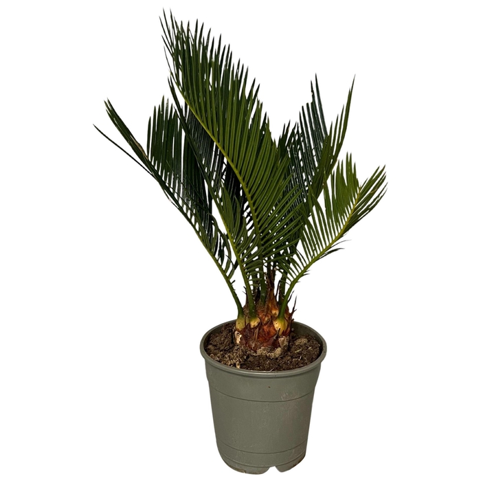 <h4>Cycas revoluta</h4>