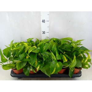 Epipremnum pinn. 'Aureum'