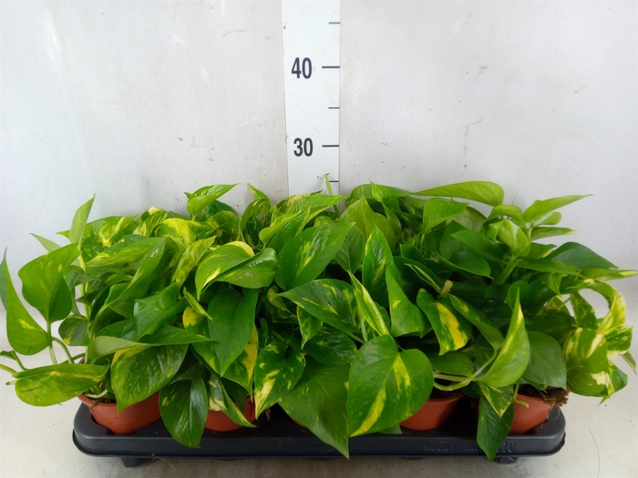 <h4>Epipremnum pinn. 'Aureum'</h4>