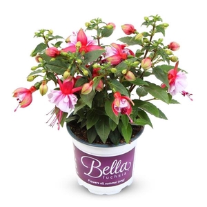Fuchsia Bella Fuchsia Bianca