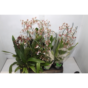 ONCIDIUM SHARRY BABY P15