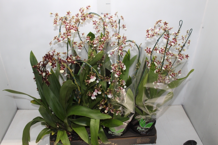 <h4>ONCIDIUM SHARRY BABY P15</h4>