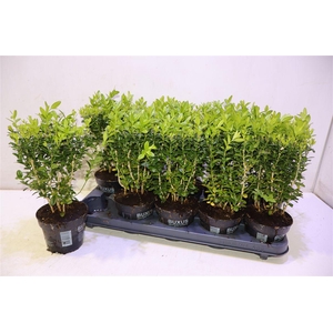 Buxu Sempervirens