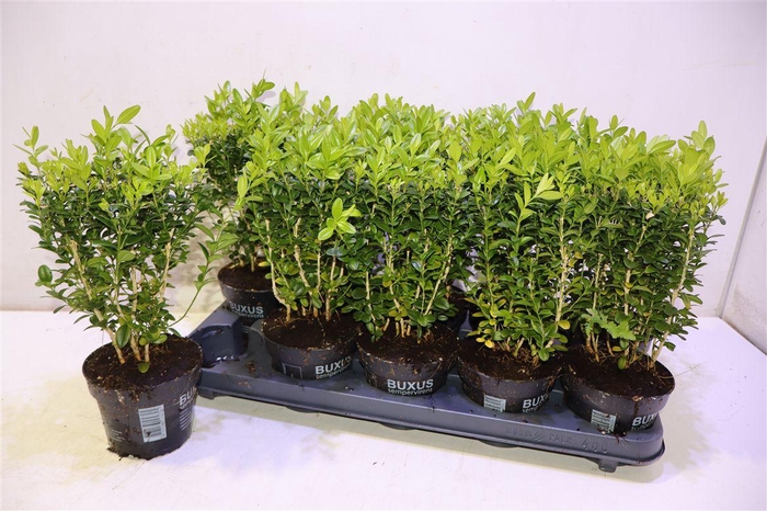 <h4>Buxu Sempervirens</h4>