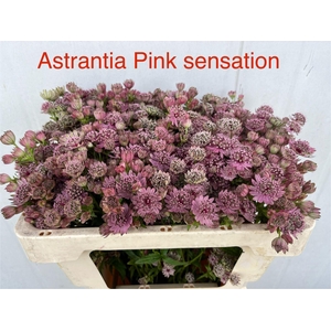 ASTRANTIA PINK SENSATION ASTR PINK