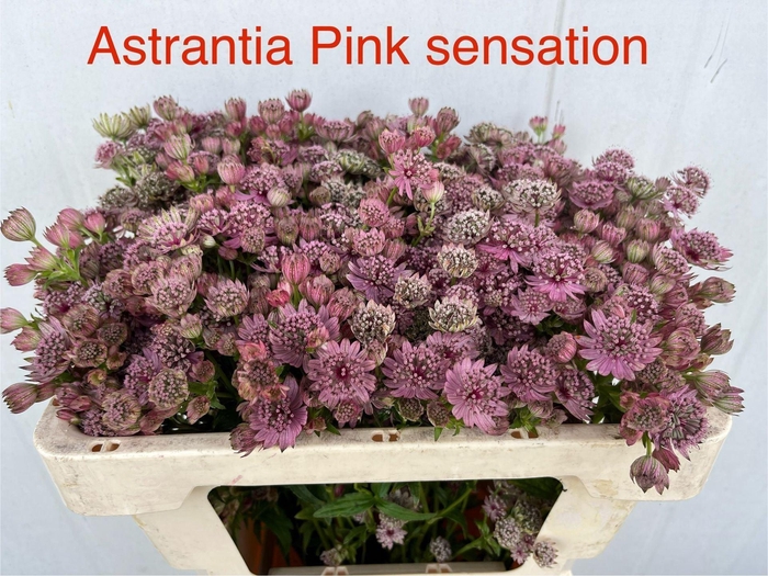 <h4>ASTRANTIA PINK SENSATION ASTR PINK</h4>