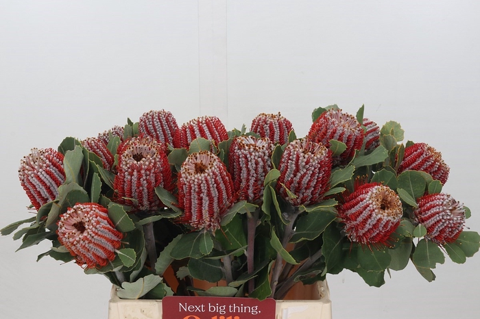 <h4>Banksia Coccinea</h4>