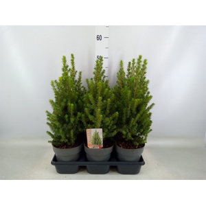 Picea glauca 'Perfecta'