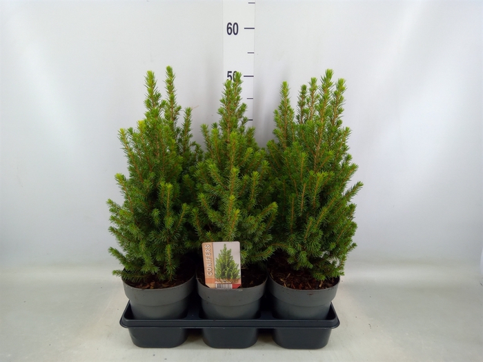 <h4>Picea glauca 'Perfecta'</h4>