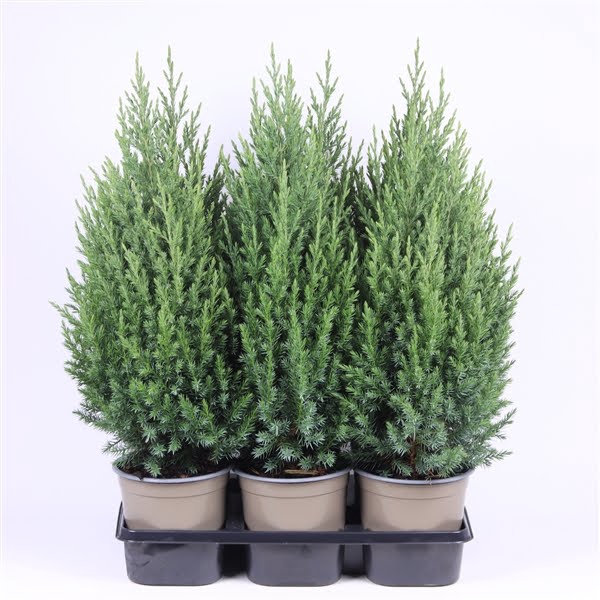 <h4>Juniperus chinensis 'Stricta'</h4>