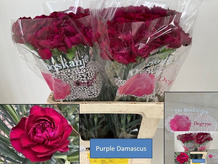 DI ST PURPLE DAMASCU