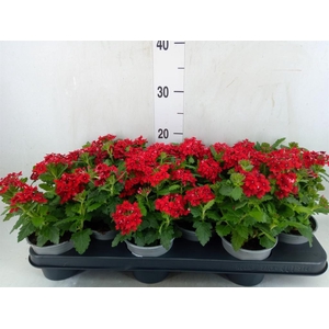 Verbena  'Magelana Scarlet'