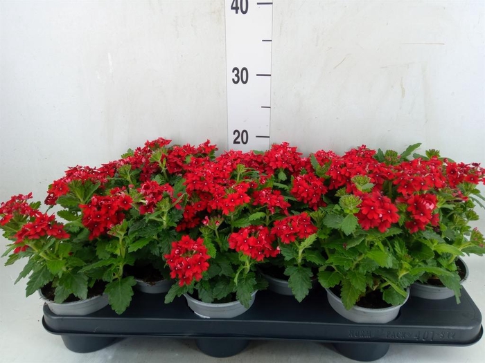 <h4>Verbena  'Magelana Scarlet'</h4>