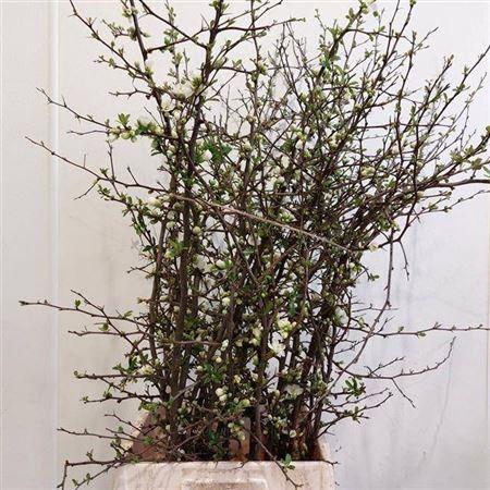 <h4>Chaenomeles White</h4>