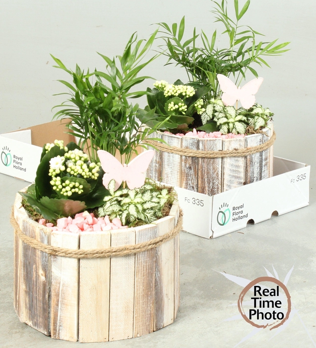 <h4>ARR KAMERPL</h4>