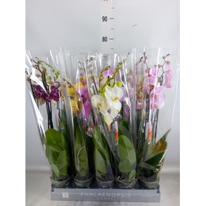 Phalaenopsis   ...mix  7