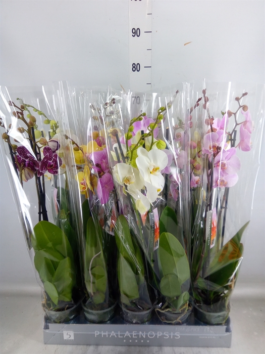 <h4>Phalaenopsis   ...mix  7</h4>