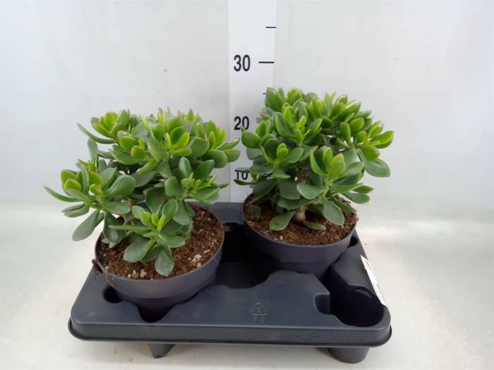 <h4>Crassula  'Minova Magic'</h4>