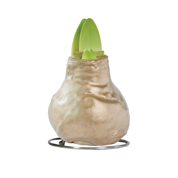 <h4>Amaryllis TOW Gloss Gold 6x1, rode bloem, Tray 236</h4>