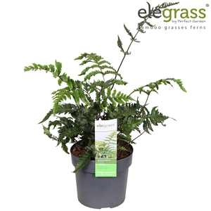 Anisocampium 'Sheareri' P14