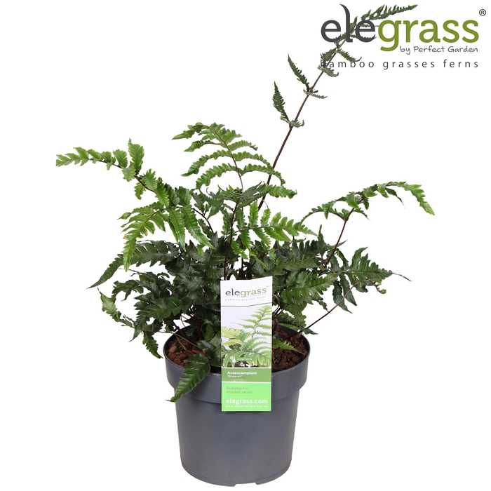 <h4>Anisocampium 'Sheareri' P14</h4>