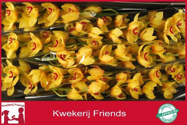 <h4>CYMB T RIJSENHOUT</h4>