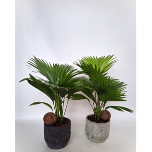 Livistona in Pot Fleur 2 kleurenmix D 16 mix