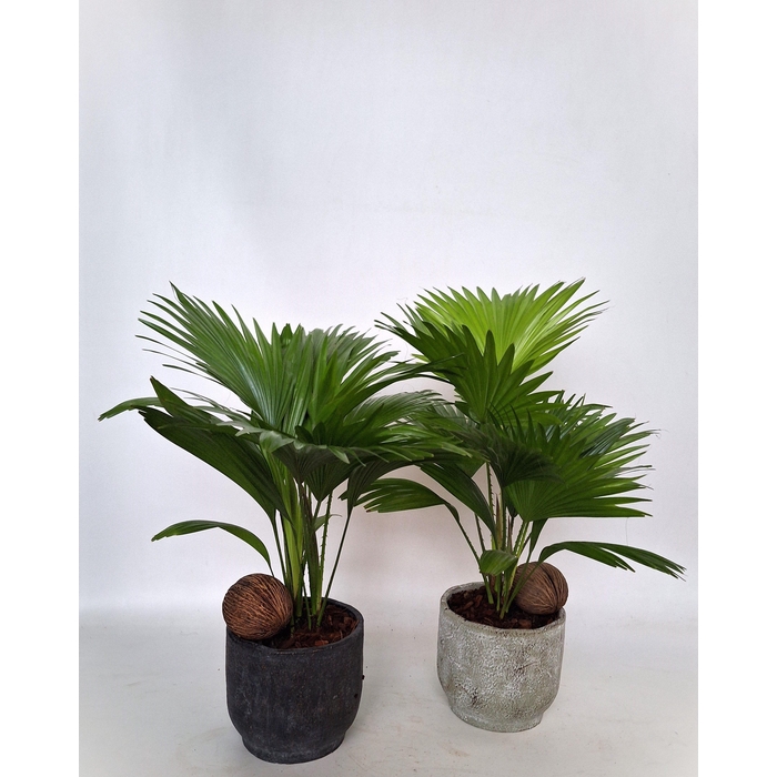 <h4>LIVISTONA ROTUNDIFOL</h4>