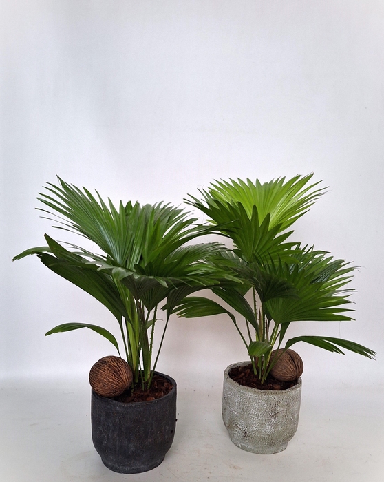 <h4>Livistona in Pot Fleur 2 kleurenmix D 16 mix</h4>
