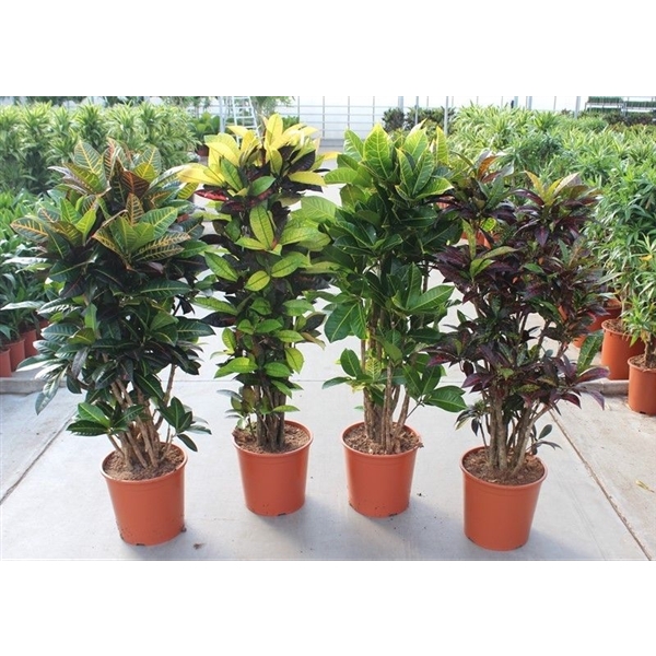 Codiaeum mix (Croton mix)