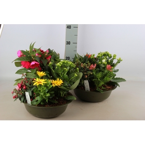 ARR TUINPLANTEN