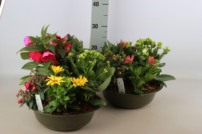 <h4>ARR TUINPLANTEN</h4>