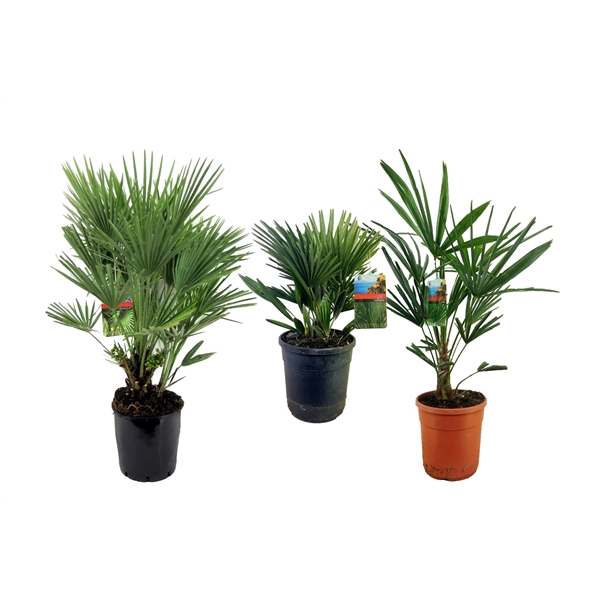 <h4>Palm mix</h4>
