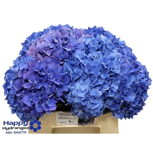 HYDR M CH PIMPERNEL