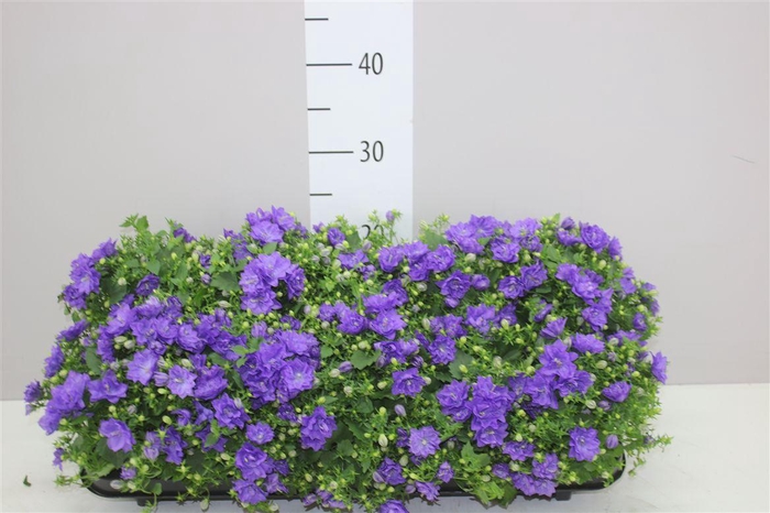 <h4>Campanula Blue Like Mee Double</h4>