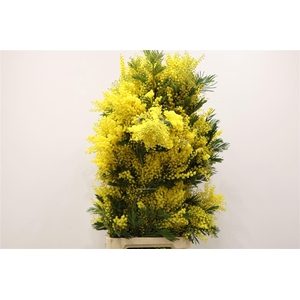 Mimosa Long 90cm P Stem