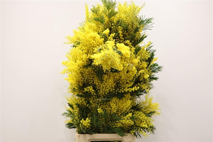 <h4>Mimosa Long 90cm P Stem</h4>