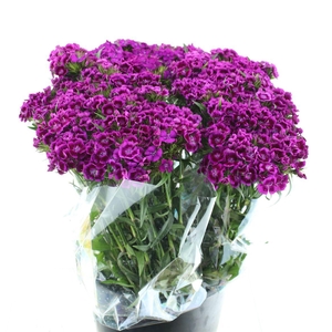 Di Barb Amazon Purple